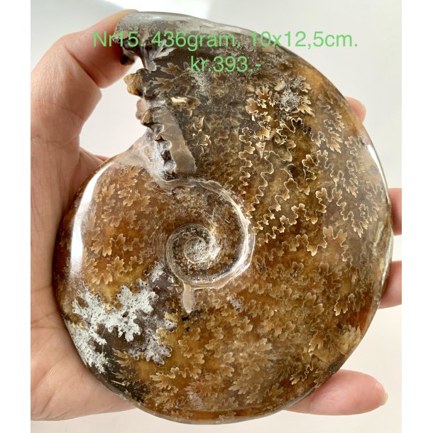 Ammonit-15