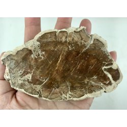 Forstenet tr skive-1