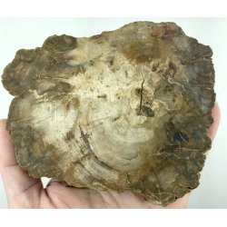 Forstenet tr skive-22