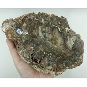 Forstenet tr skive-26