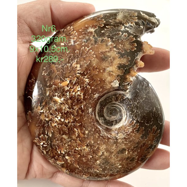 Ammonit-6