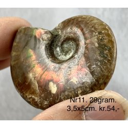 Ammonit opaliseret-11