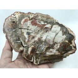 Forstenet tr skive-25