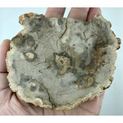 Forstenet tr skive-17