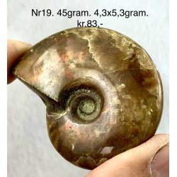 Ammonit opaliseret-19