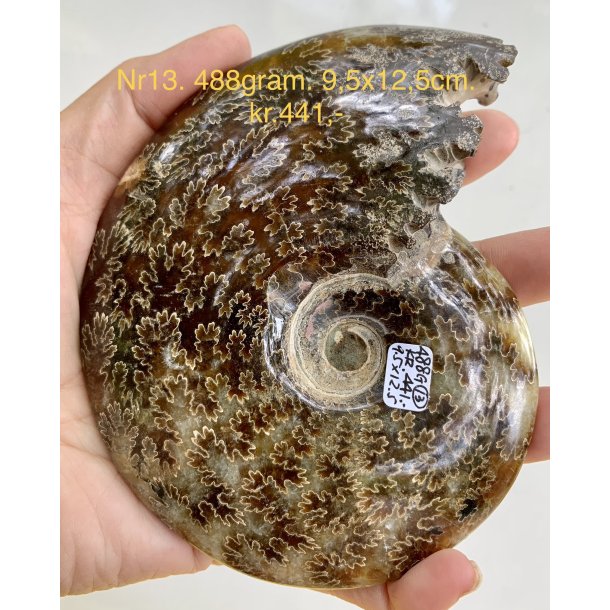 Ammonit-13