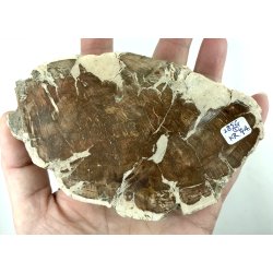 Forstenet tr skive-1