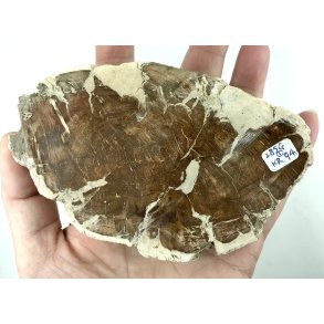 Forstenet tr skive-1