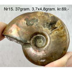 Ammonit opaliseret-15