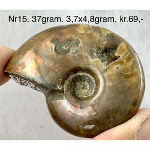 Ammonit opaliseret-15