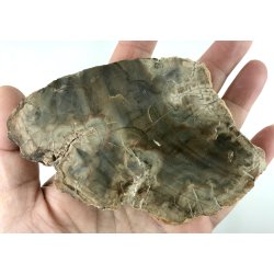 Forstenet tr skive-3