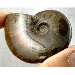 Ammonit opaliseret-9