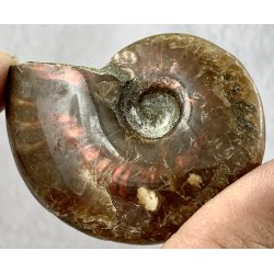 Ammonit opaliseret-11