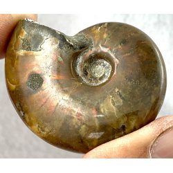 Ammonit opaliseret-15