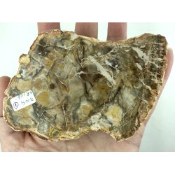 Forstenet tr skive-7