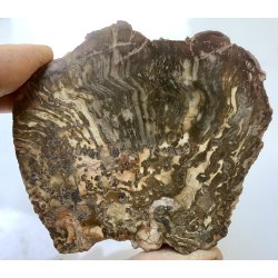 Forstenet tr skive-21