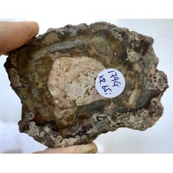 Forstenet tr skive-19