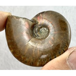 Ammonit opaliseret-18