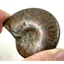 Ammonit opaliseret-13