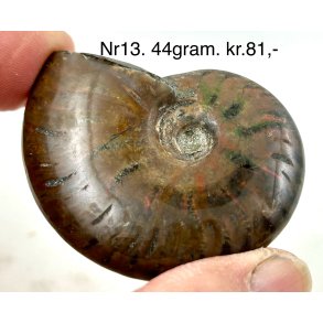 Ammonit opaliseret-13