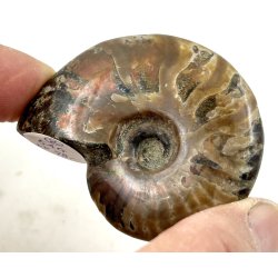 Ammonit opaliseret-2