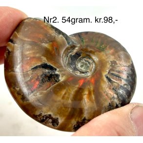 Ammonit opaliseret-2