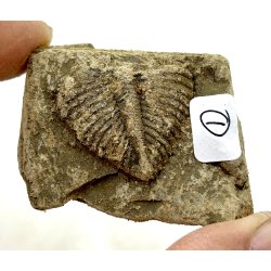 R orthoceras fra nr1-16 frit valg. 