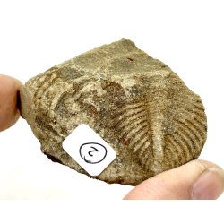 R orthoceras fra nr1-16 frit valg. 