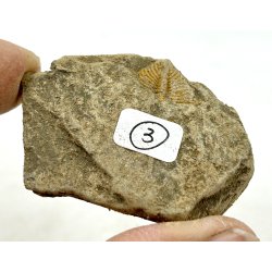 R orthoceras fra nr1-16 frit valg. 