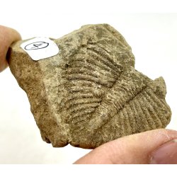 R orthoceras fra nr1-16 frit valg. 