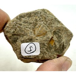 R orthoceras fra nr1-16 frit valg. 