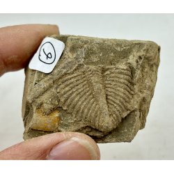 R orthoceras fra nr1-16 frit valg. 