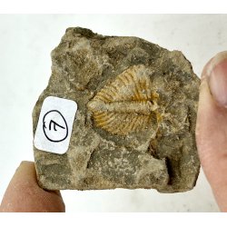 R orthoceras fra nr1-16 frit valg. 