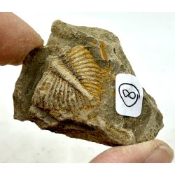 R orthoceras fra nr1-16 frit valg. 