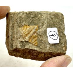 R orthoceras fra nr1-16 frit valg. 