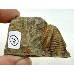 R orthoceras fra nr1-16 frit valg. 