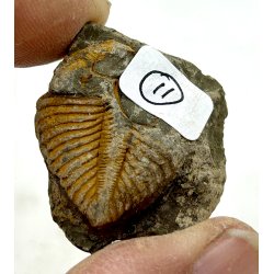 R orthoceras fra nr1-16 frit valg. 