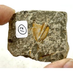 R orthoceras fra nr1-16 frit valg. 