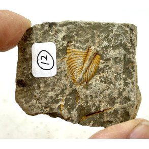 R orthoceras fra nr1-16 frit valg. 