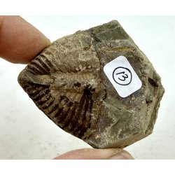 R orthoceras fra nr1-16 frit valg. 