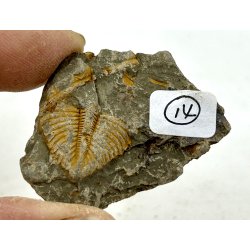 R orthoceras fra nr1-16 frit valg. 