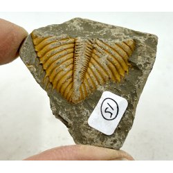 R orthoceras fra nr1-16 frit valg. 