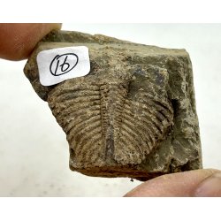 R orthoceras fra nr1-16 frit valg. 