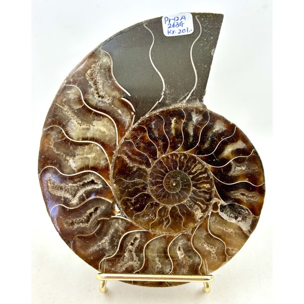 Ammonit. Pr-12A. 