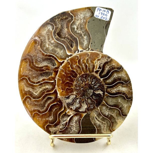 Ammonit. Pr-10B. 
