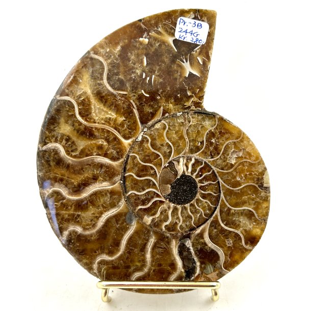 Ammonit. Pr-3B. 