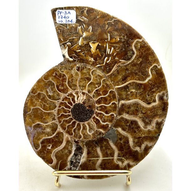 Ammonit. Pr-3A. 