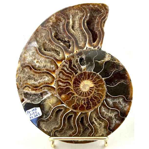 Ammonit. Pr-14B. 