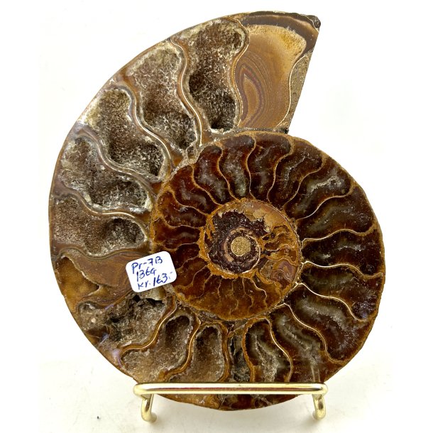 Ammonit. Pr-7B. 