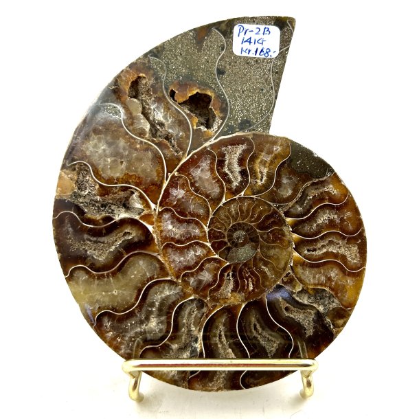 Ammonit. Pr-2B. 